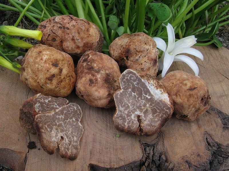 Бьянкетто, мартовский трюфель, или трюфель Борха