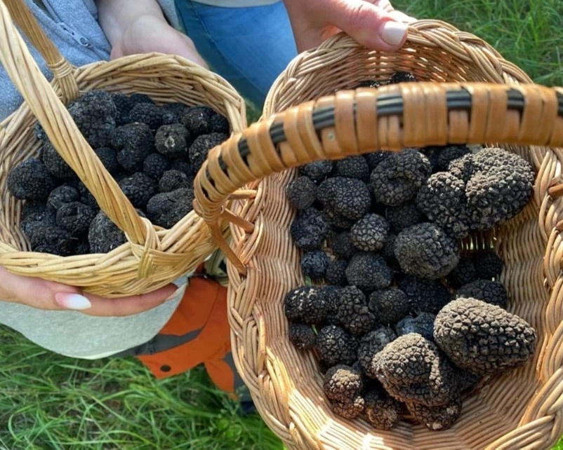 Черный летний трюфель находится в КК России! Собирать его запрещено!