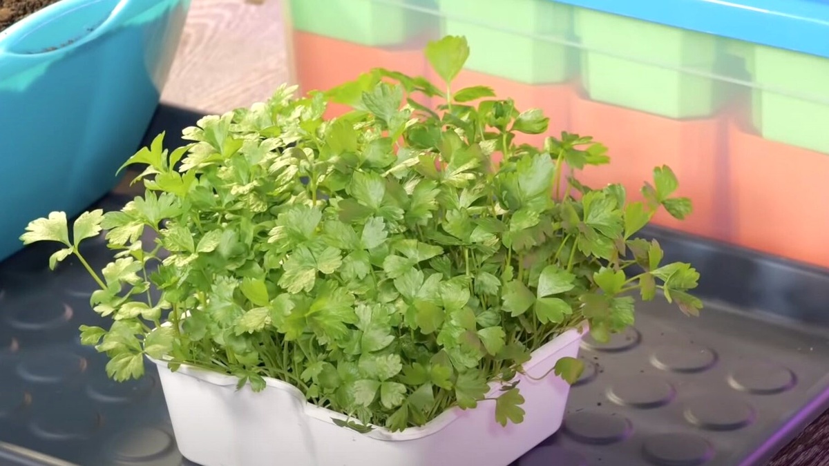 Особенности посева сельдерея и корневой петрушки на рассаду: Полный гид для огородника