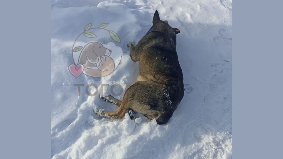    Приют для животных «Того», г. Челябинск / VK