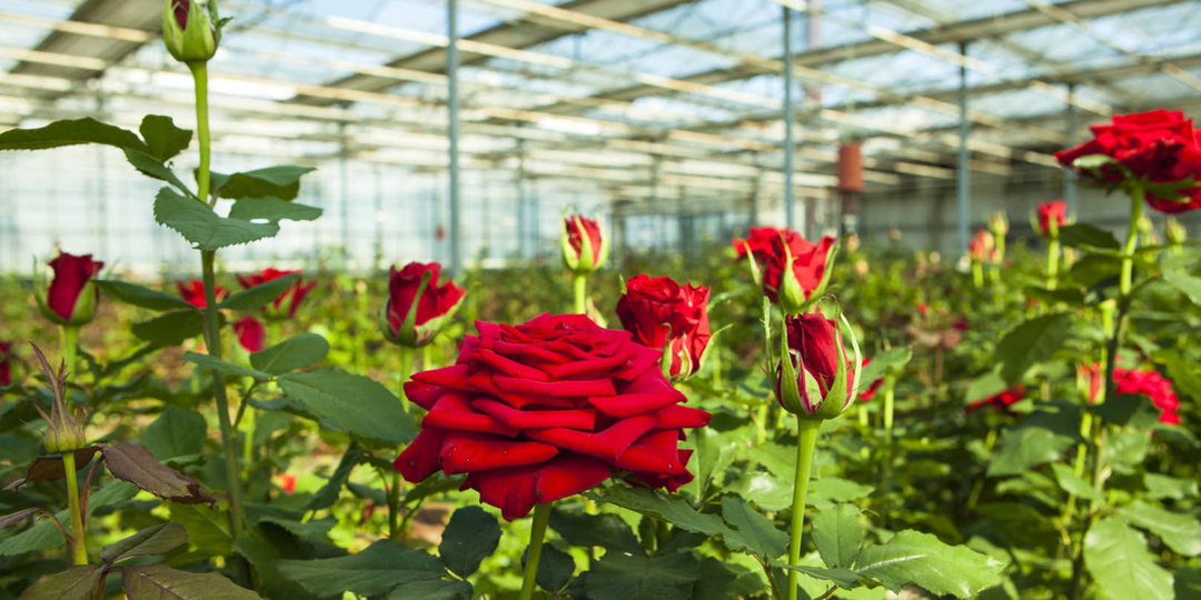 Каждая десятая роза в вашем букете выросла на берегу озера, где устраивали оргии под наркотиками