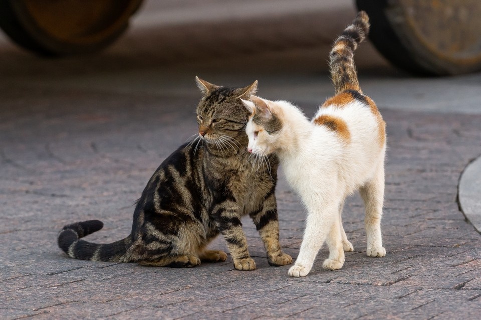    Неагрессивных особей вернут в привычную среду обитания. Олег ЗОЛОТО