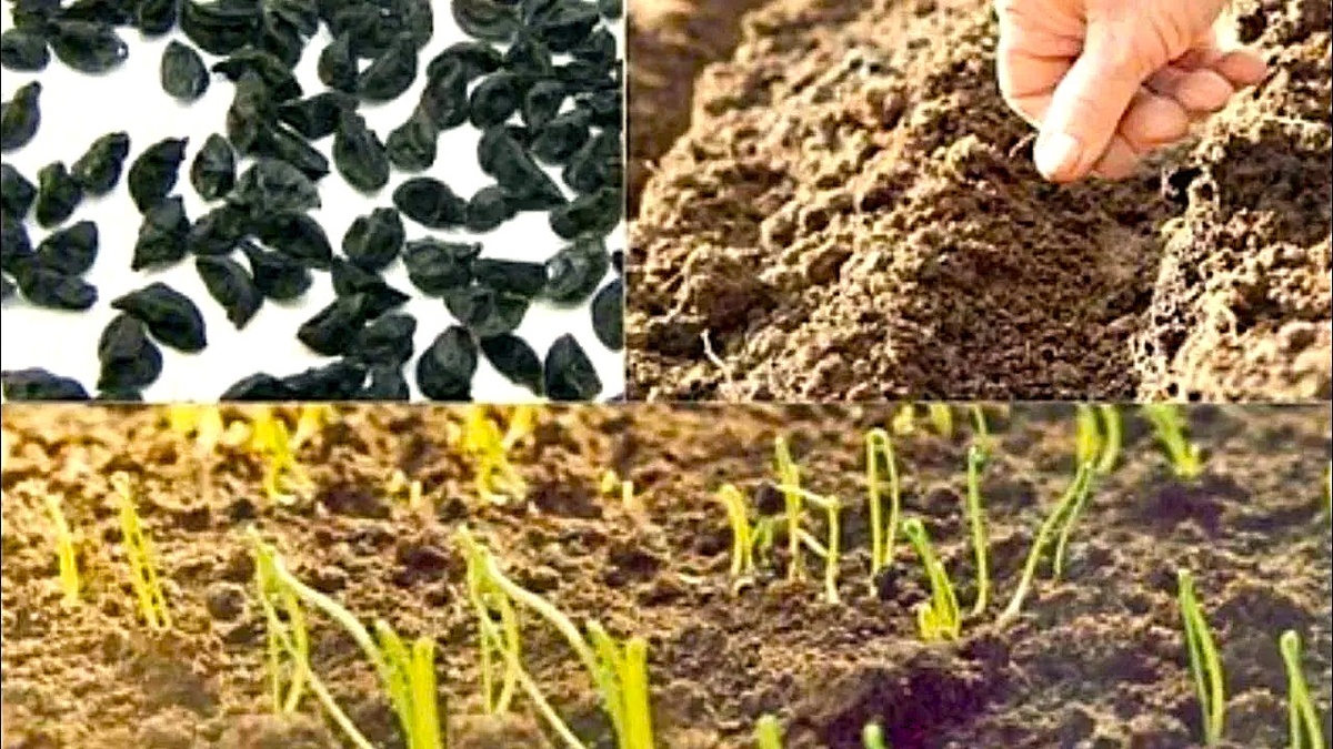 Как правильно сеять лук-чернушку на рассаду для получения крупного лука-севка