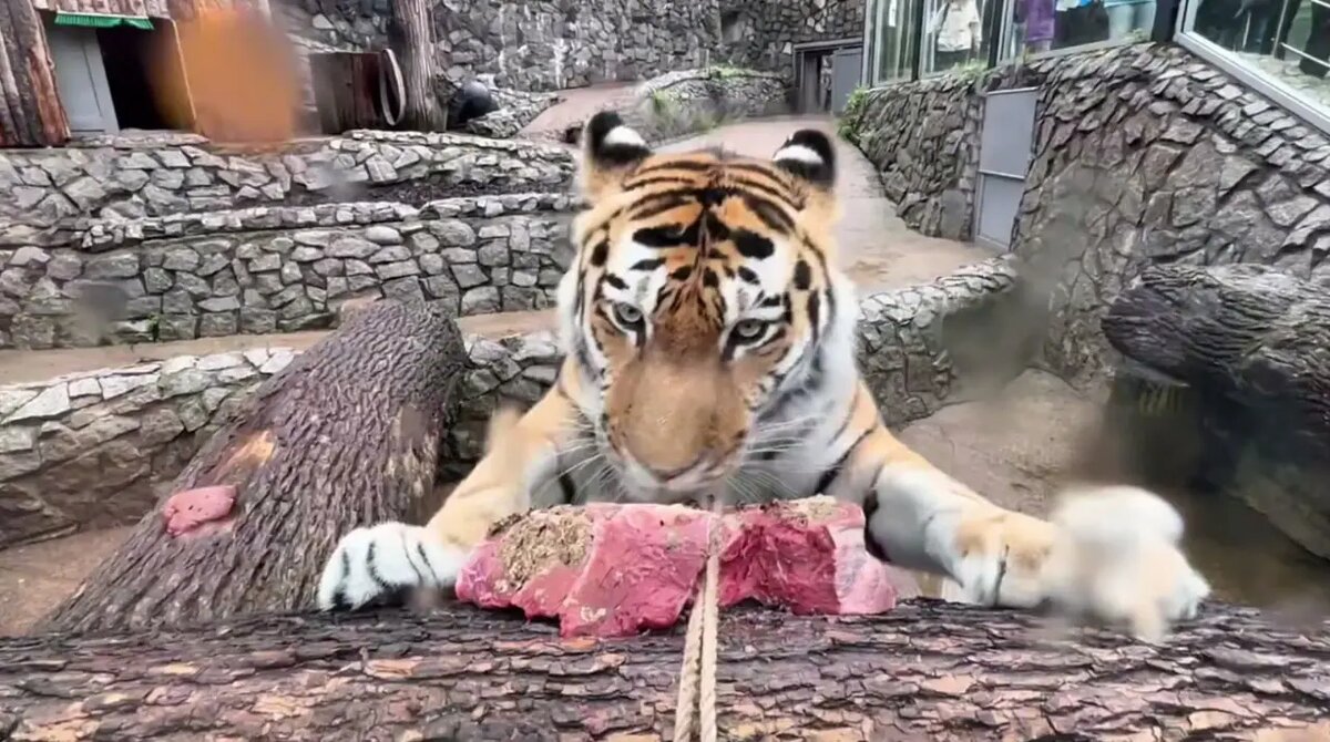    Фото: скриншот из видео пресс-службы Ленинградского зоопарка.