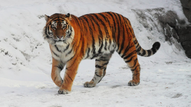 Фото: https://t.me/lenzoopark/4803