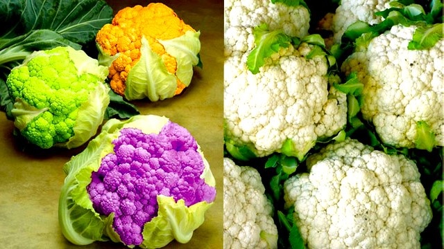 Сроки посева цветной капусты и брокколи на рассаду