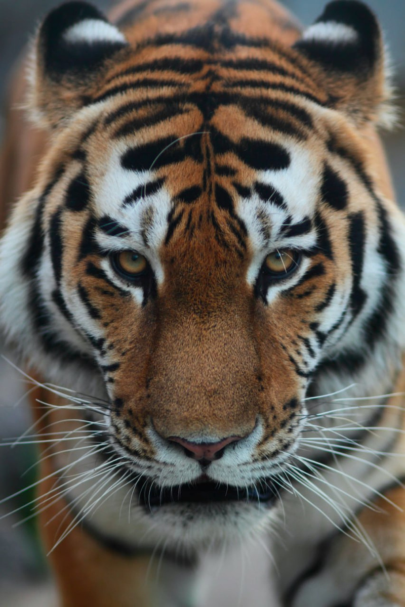    Фото: https://t.me/lenzoopark/4806