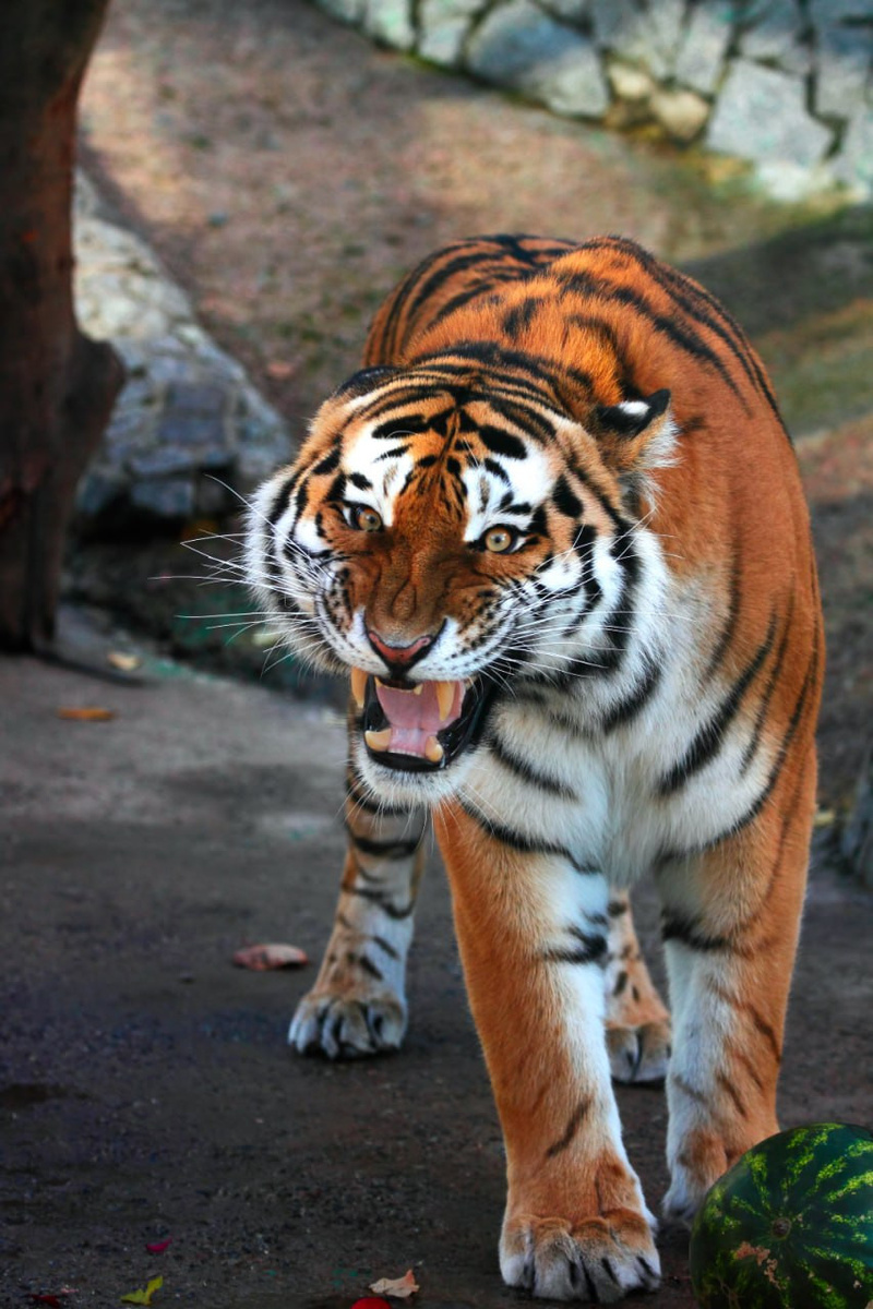    Фото: https://t.me/lenzoopark/4806