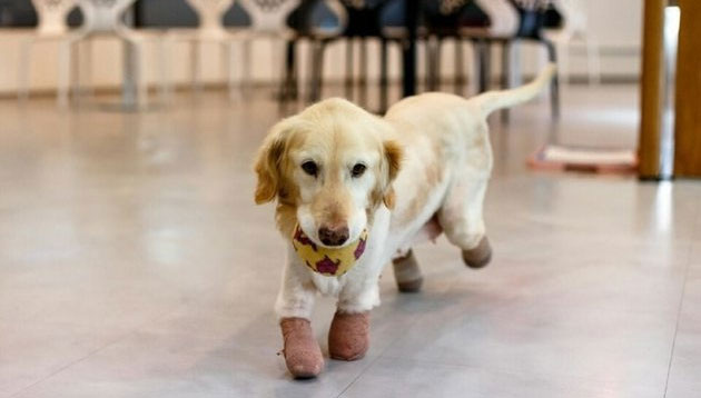    Едва не съеденная в корейском ресторане собака лишилась лап, но нашла хозяев. Видео