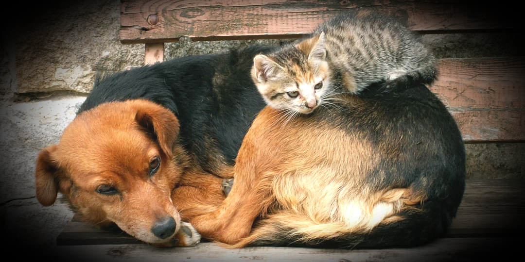 Запретить подбирать бездомных животных с улицы. Как теперь спасать замерзающих?