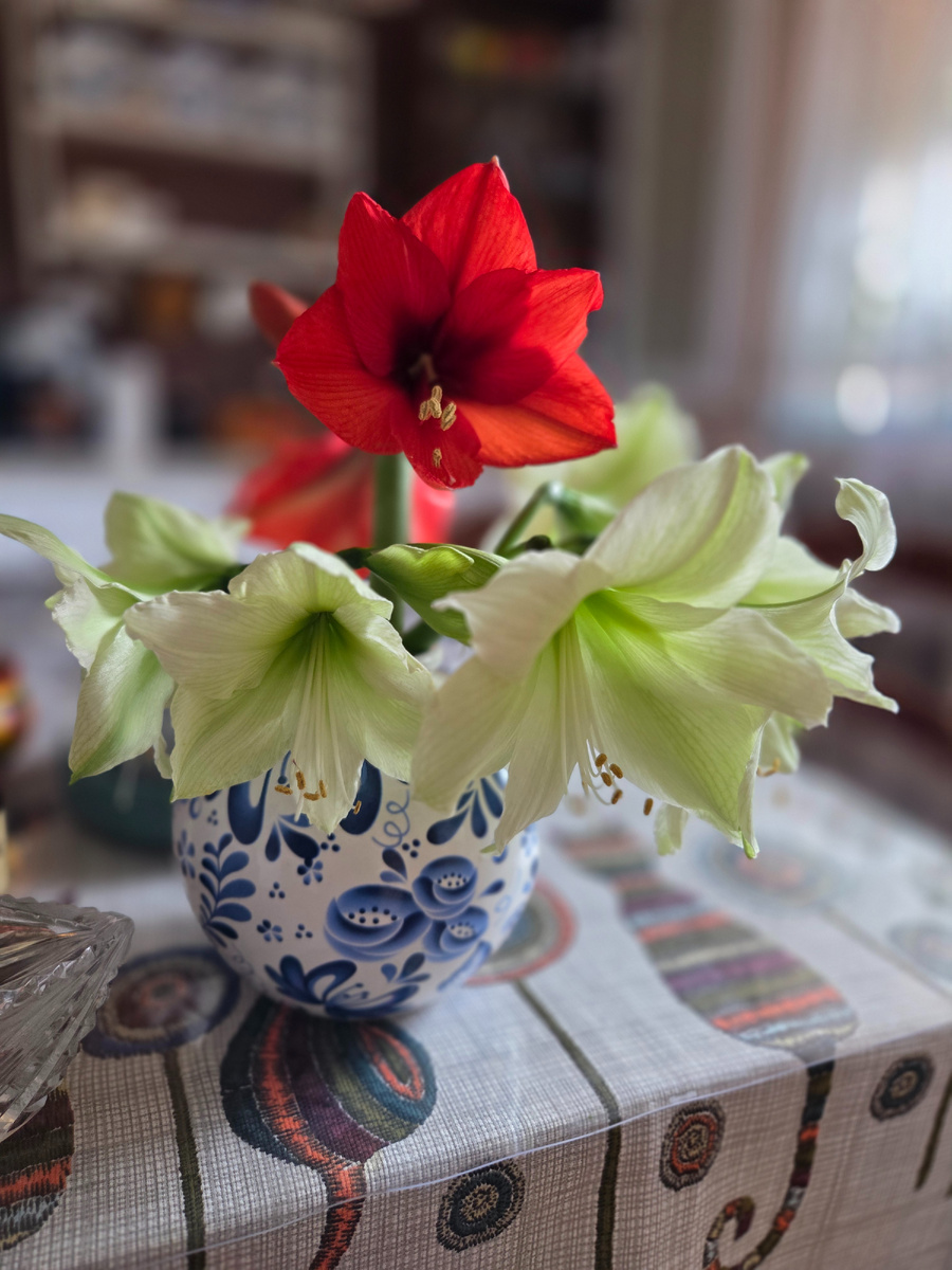 Букет гипераструмов. Я всегда срезаю стрелку на букет. Берегу луковицу и делаю себе красиво! Фото: Зеленая леди, сад, семья и томатный сок 