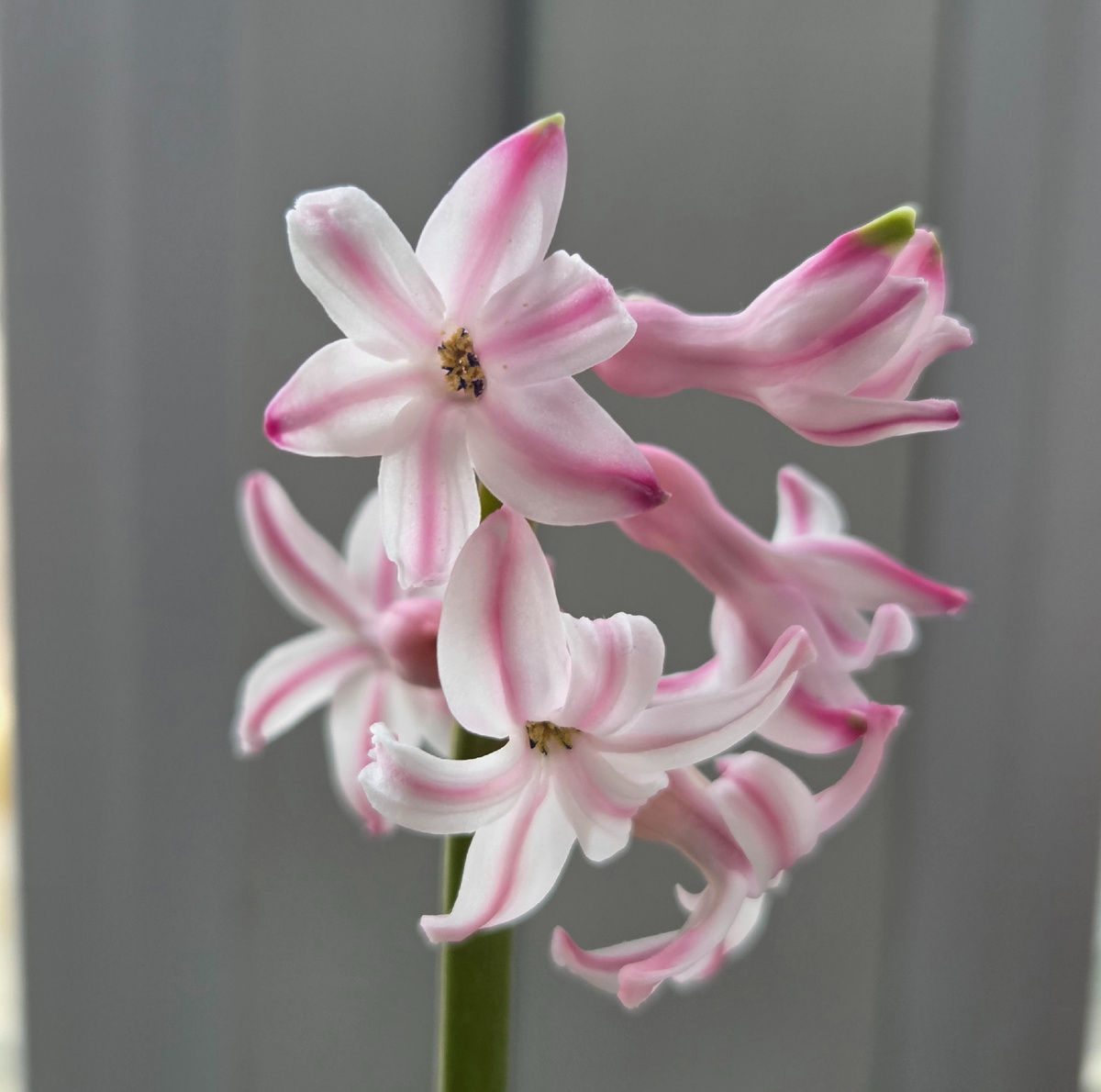 Фото: Зеленая леди, сад, семья и томатный сок