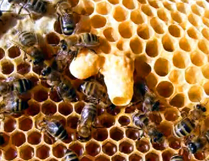 Методы искусственного вывода маток в пчелиной семье