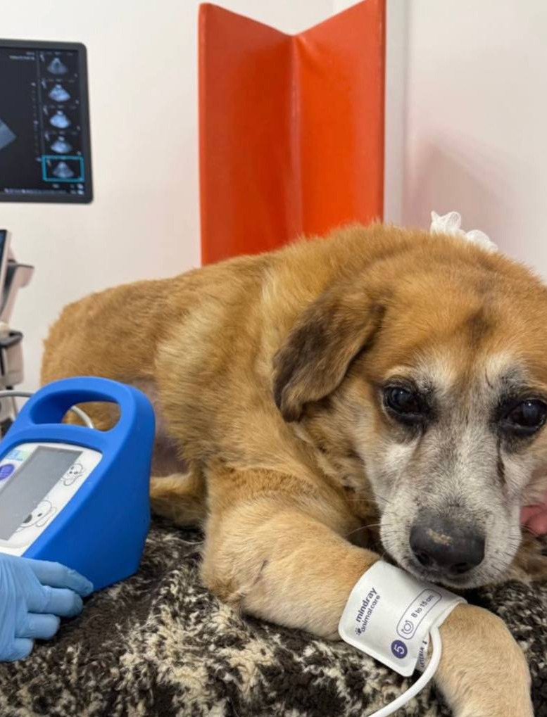    Фото: t.me/ostorozhno_novosti