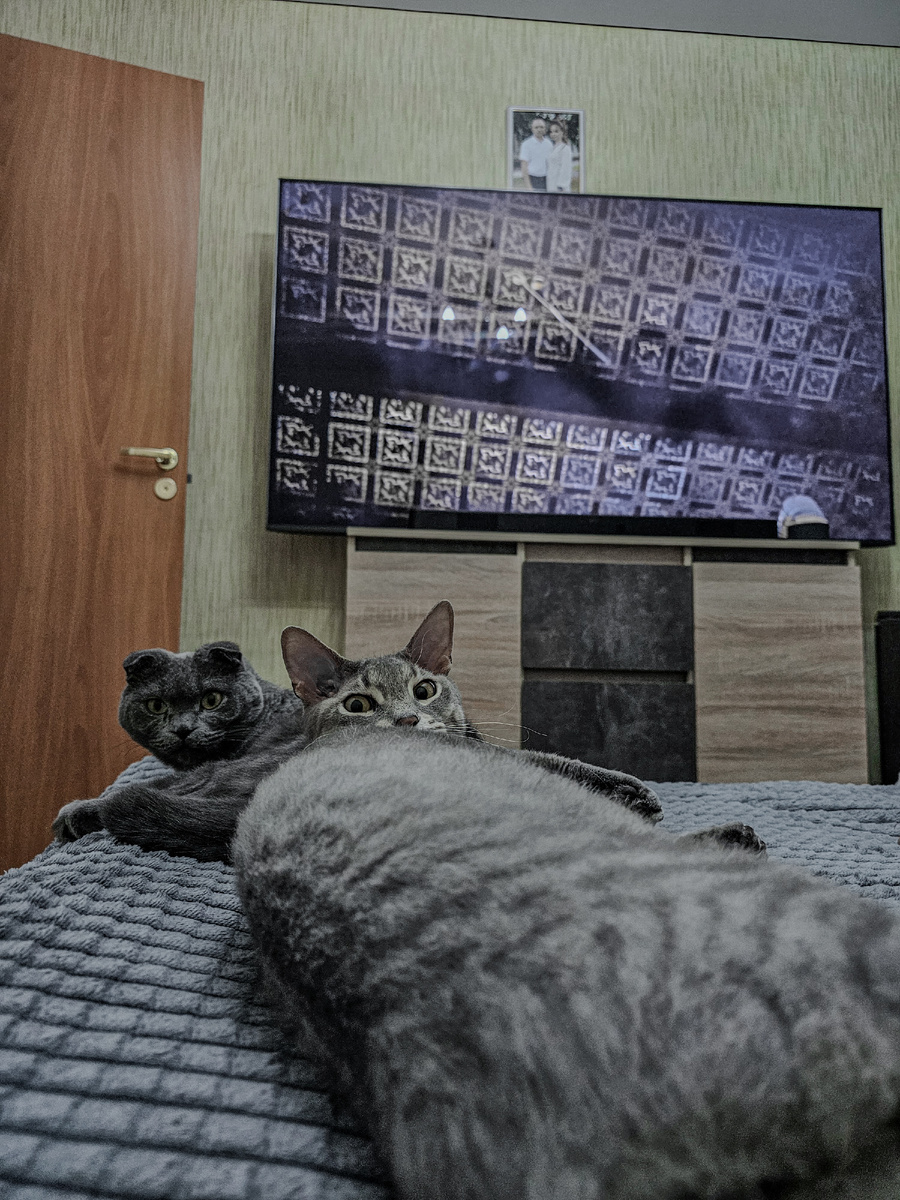 Грей и Локи лежат