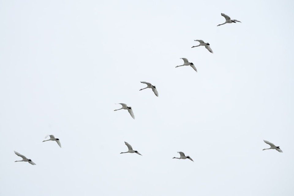    Стая лебедей в небе над Мариуполем летела строем в форме буквы «V» Александр ИВАНОВ