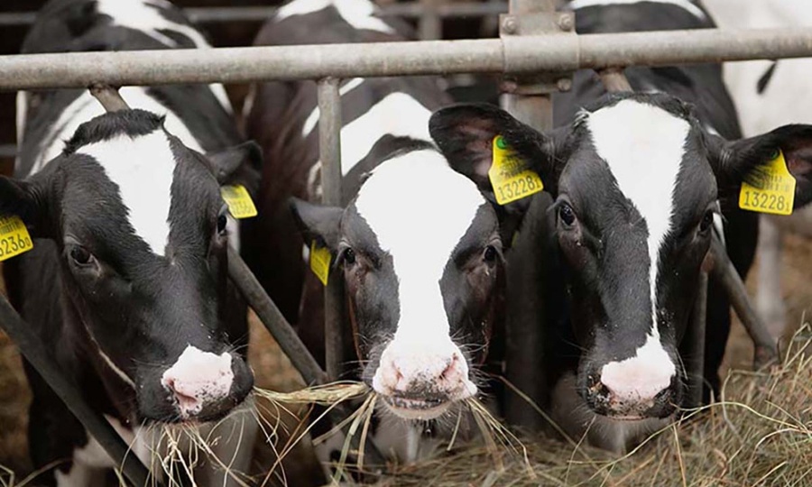 Как в Копыльском районе скрывали падеж скота и что из этого вышло