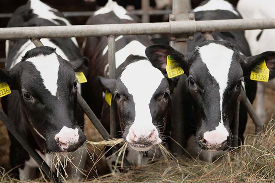     Как в Копыльском районе скрывали падеж скота и что из этого вышло