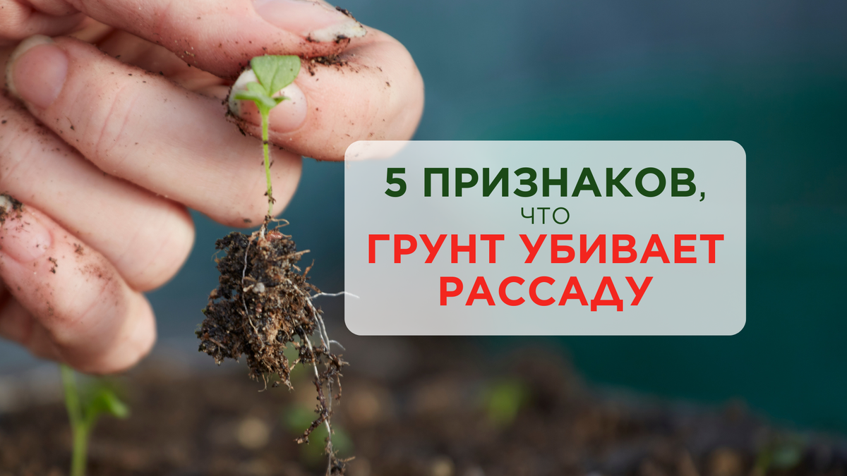Думали: "Что тут сложного? Насыпал и посеял".