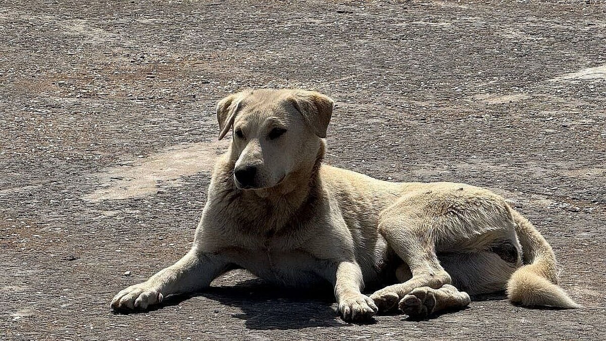    Фото: телеканал «Краснодар»