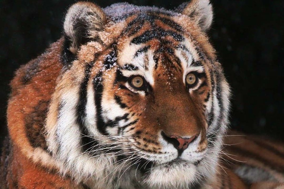    Амадей прожил долгую жизнь в любви и заботе. Фото: Ленинградский зоопарк