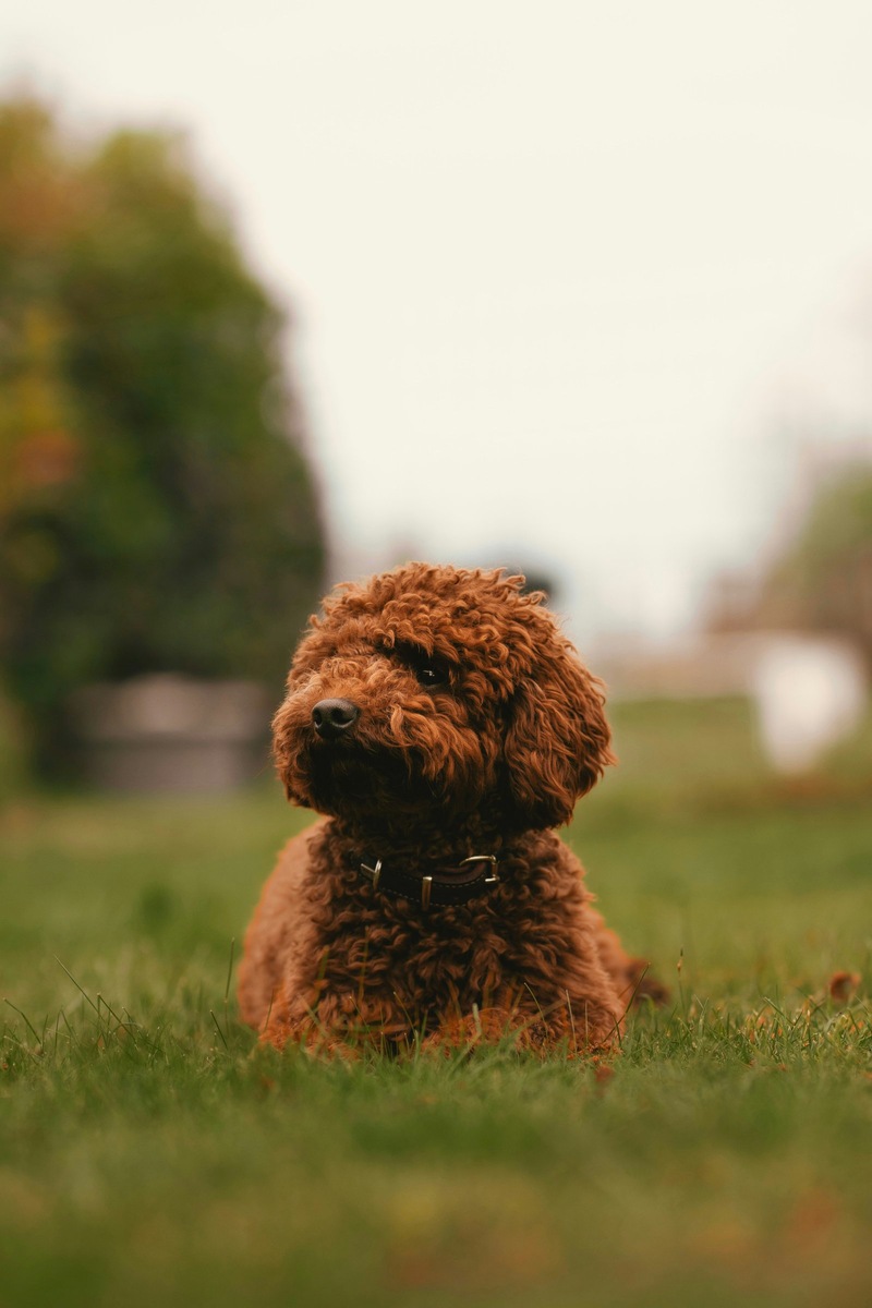    Имя должно отражать особенности внешности и характера питомца