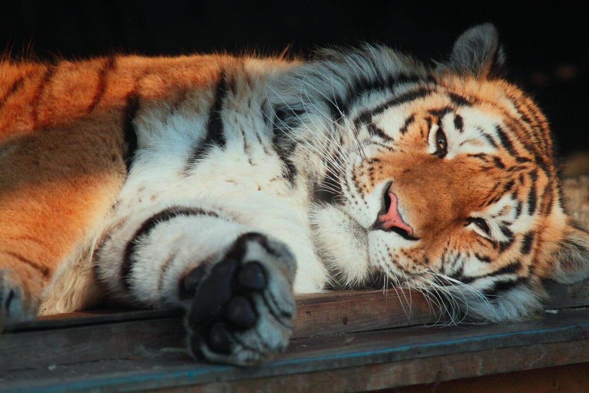 Фото: https://t.me/lenzoopark/4803