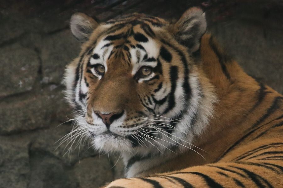     / Источник: © Александр Демьянчук/ТАСС