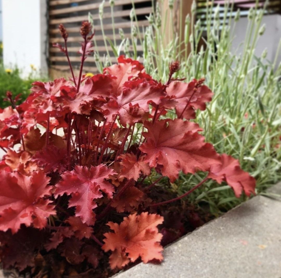 Гейхера возле моей беседки 