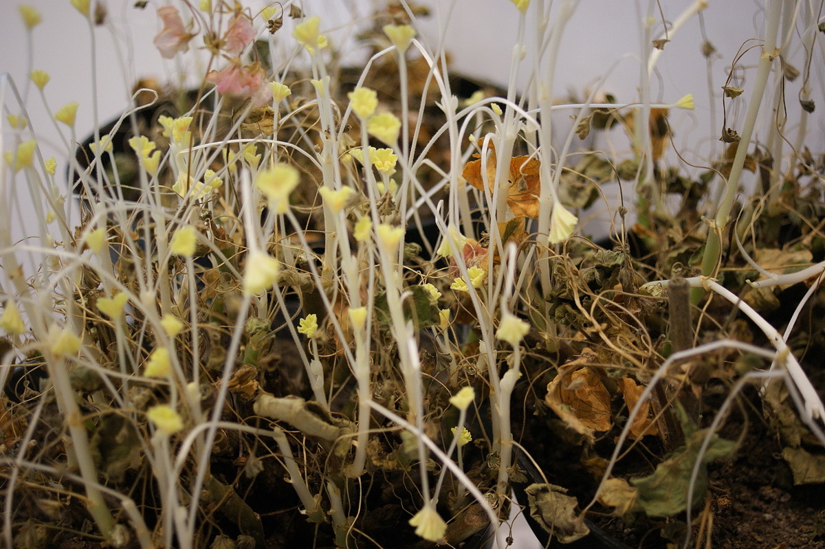 Вот в таком виде я достаю пеларгонии каждый февраль.