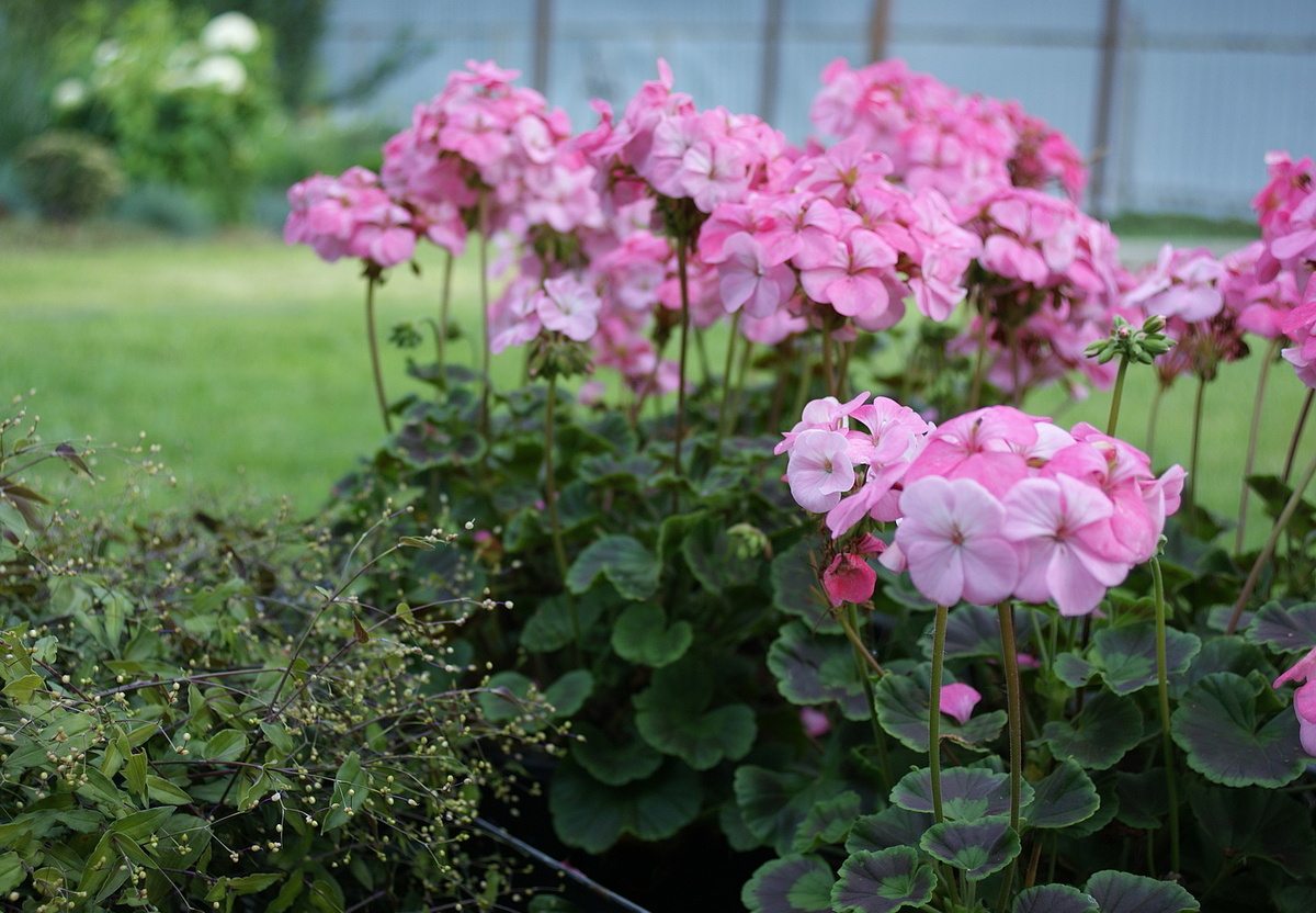 Пеларгонии летом 2025 года.