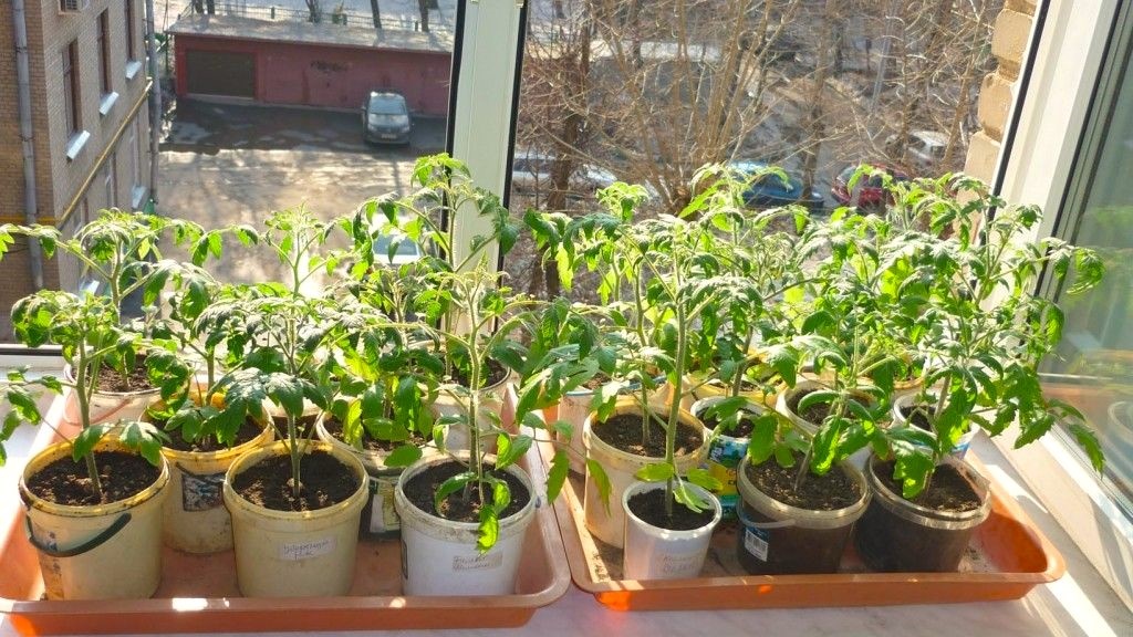 закалка рассады