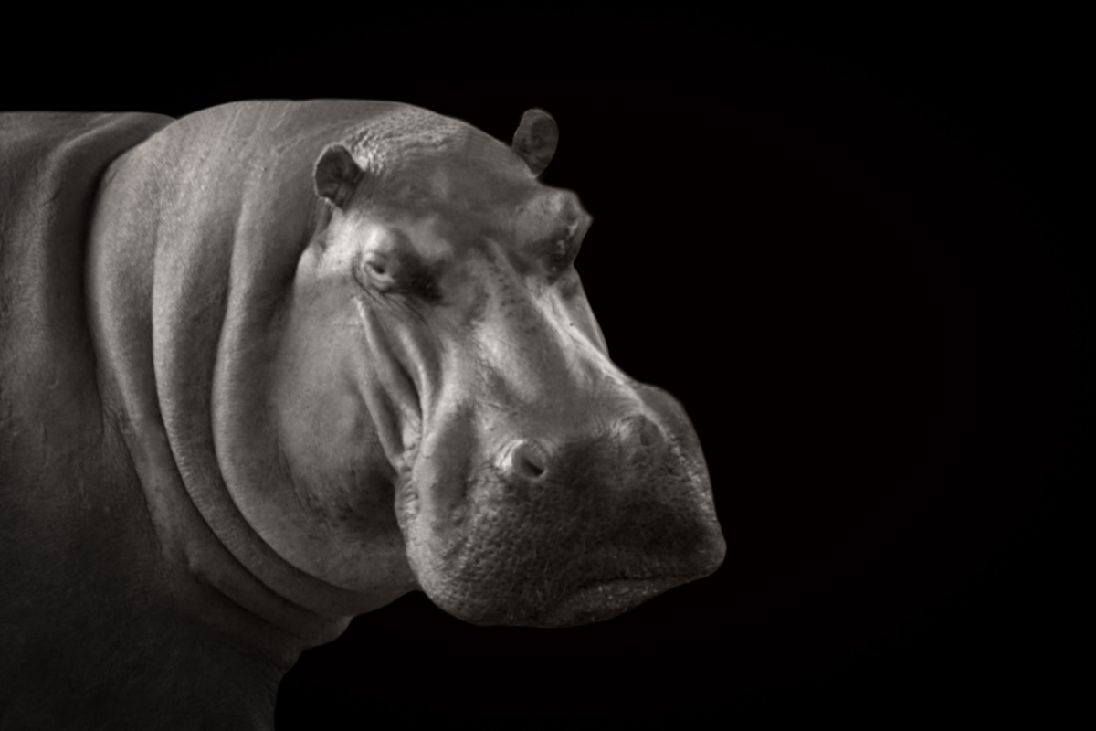 @EditingMaster/Shutterstock.com