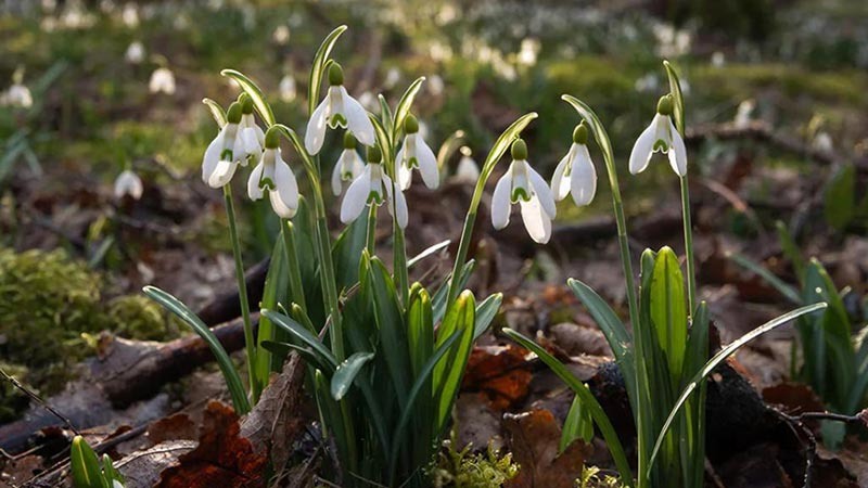    Сотрудники полиции проводят оперативно-профилактическое мероприятие «Первоцвет»