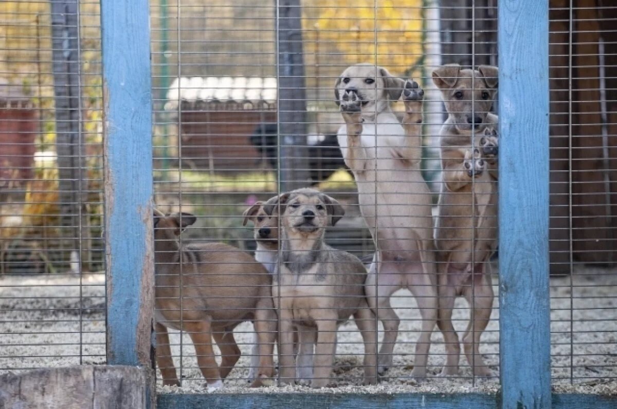    Приют для животных в Тольятти построят на улице Северной