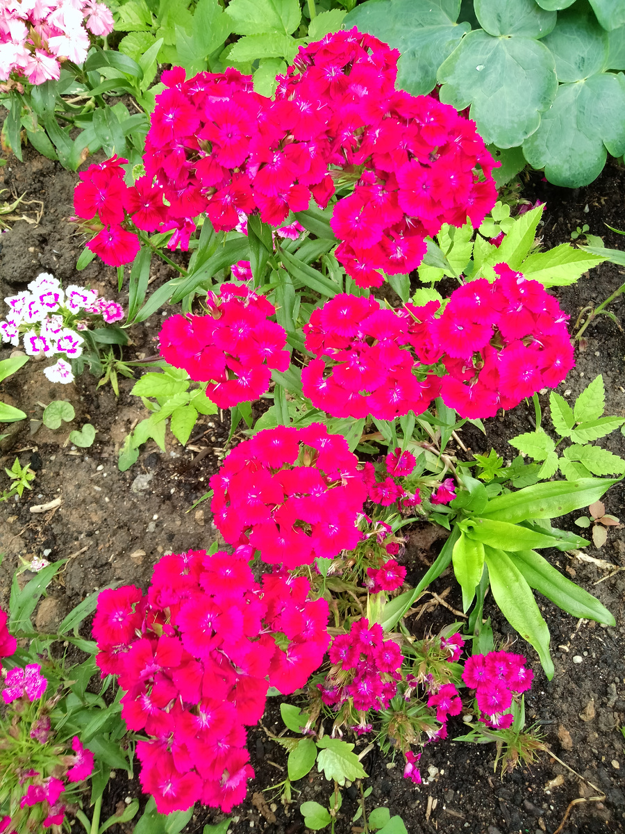 После трудовых годов жизнь должна быть цветочной, но таковой её должен сам человек сделать. 