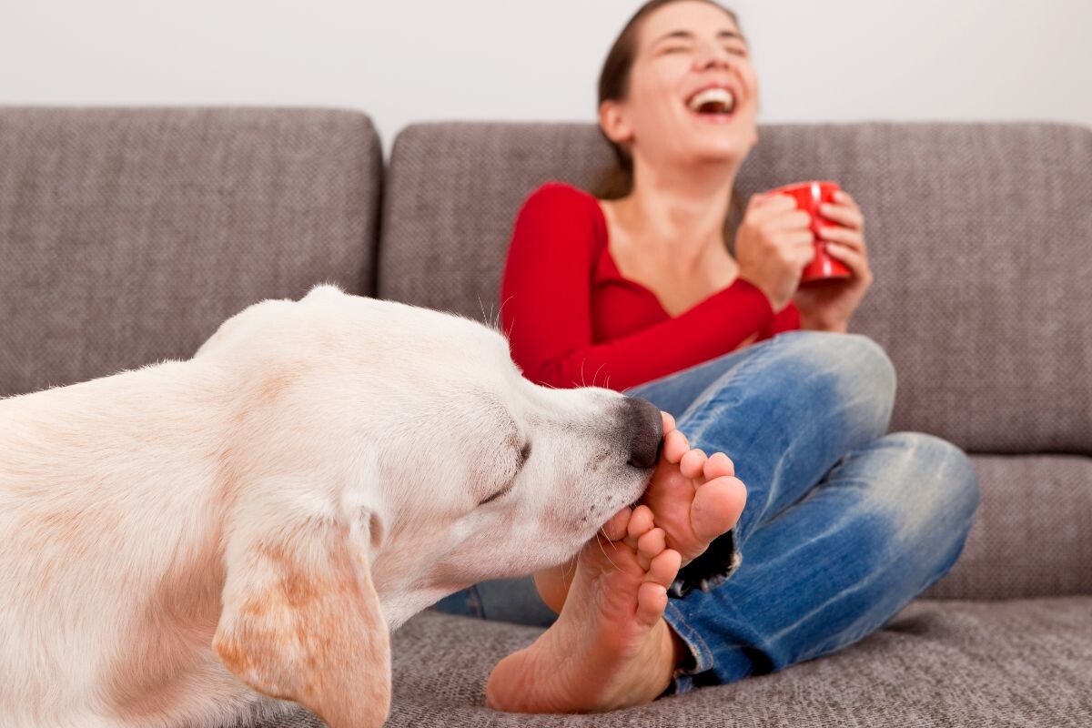 Собака лижет пальцы на ногах