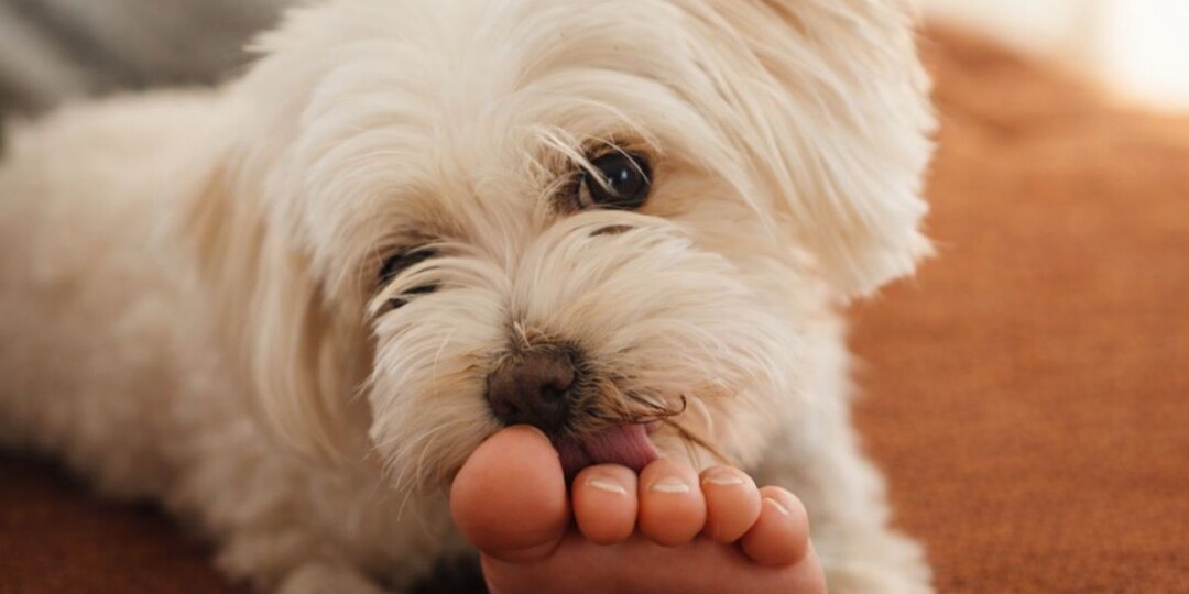 Почему собака лижет пальцы ног — и когда это уже не «милота», а сигнал