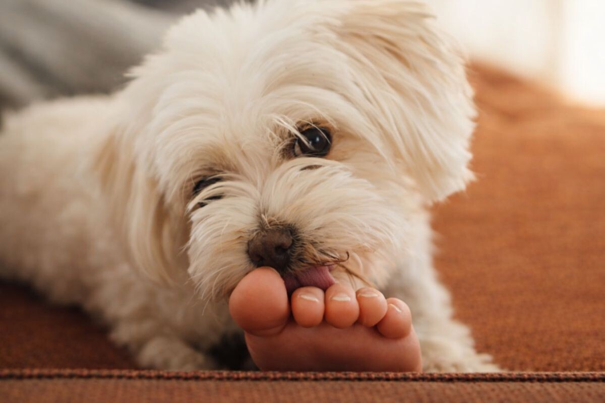 Почему собака лижет пальцы на ногах