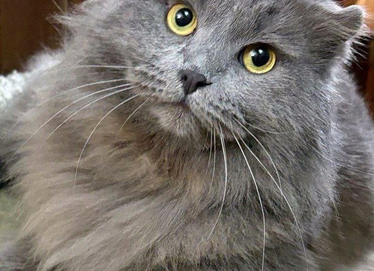 Вислоухий пушистый кот очень нуждается в доме. Семья, заметьте!