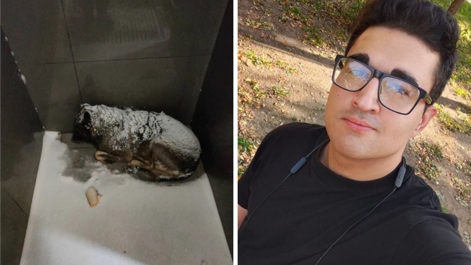 Курьера пиццерии, уволенного за помощь бездомной собаке, пригласили работать в Ростовскую область