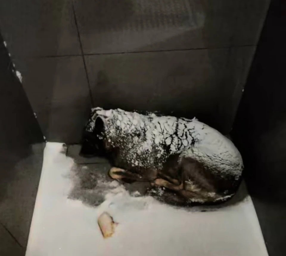    Собака пряталась от ветра в закутке у входа для персонала. Фото: соцсети Михаила