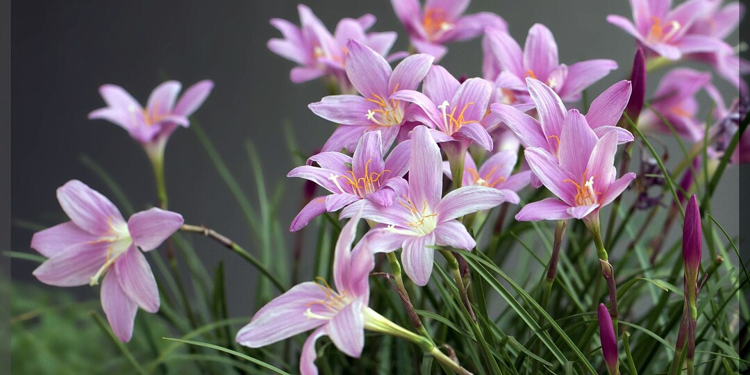 Магия редких луковичных цветов: луковичные цветы, способные удивить своим цветением даже искушённых цветоводов