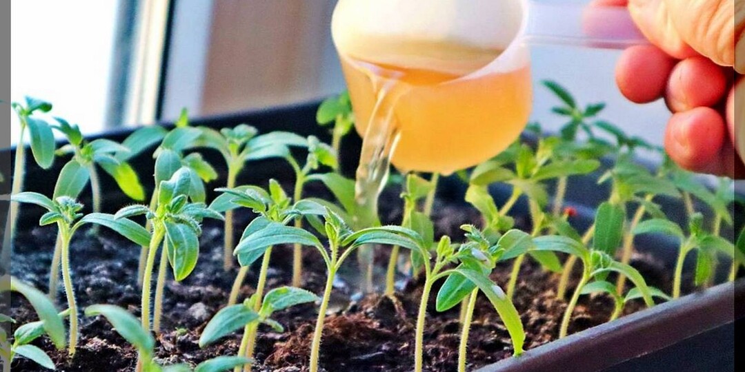 Как не потерять половину урожая томатов: важнейшая подкормка рассады томатов при появлении первых настоящих листьев