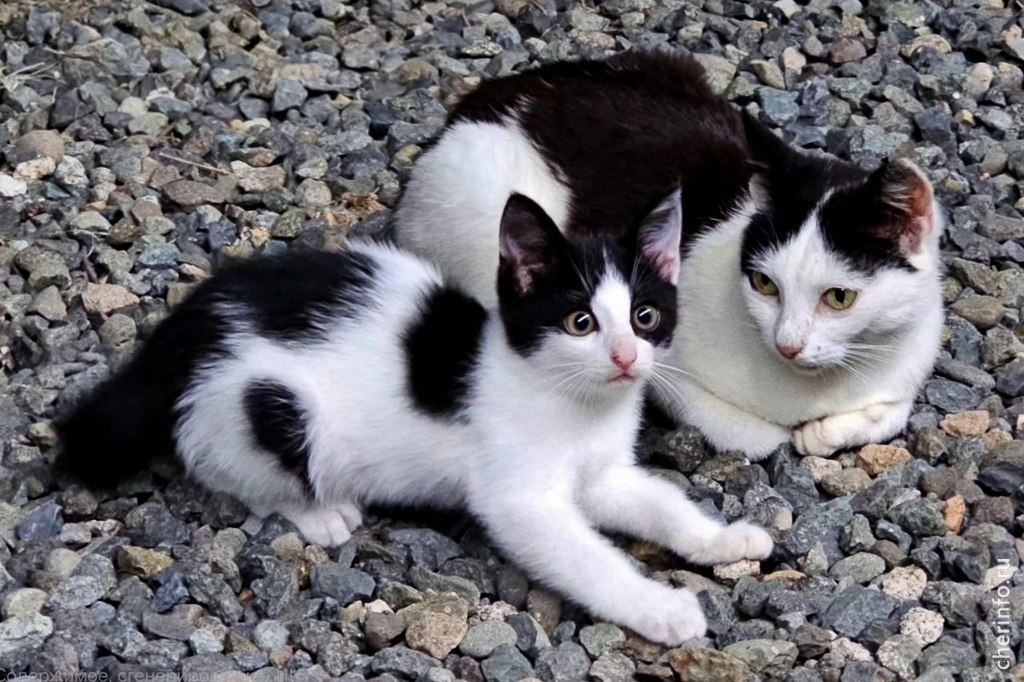    Акцию "Город добрых сердец" проведут 1 марта в "Алмазе" с 11 до 14 часов.