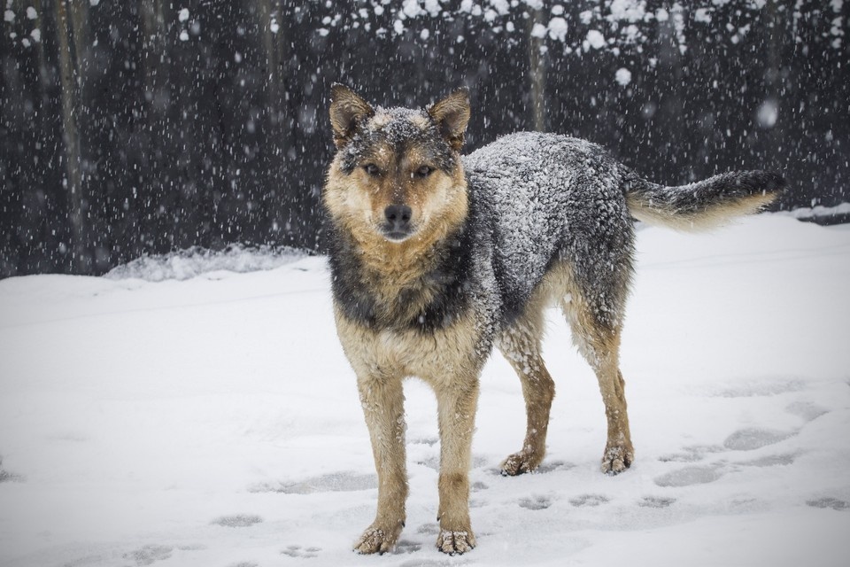    Глава «Додо Пиццы» Овчинников призвал перестать травить управляющую пиццерии в соцсетях Валерий ЗВОНАРЕВ