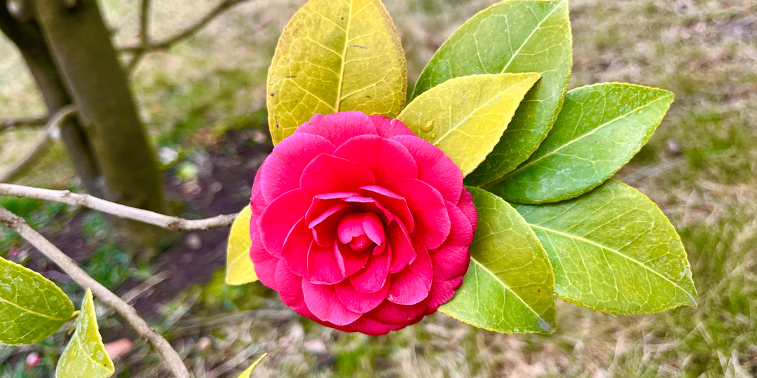 🌸В парке Галицкого в Японском саду распустились первые бутоны ярко-алой камелии.