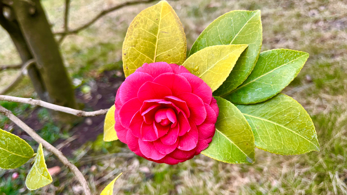 Фото Камелия японская.