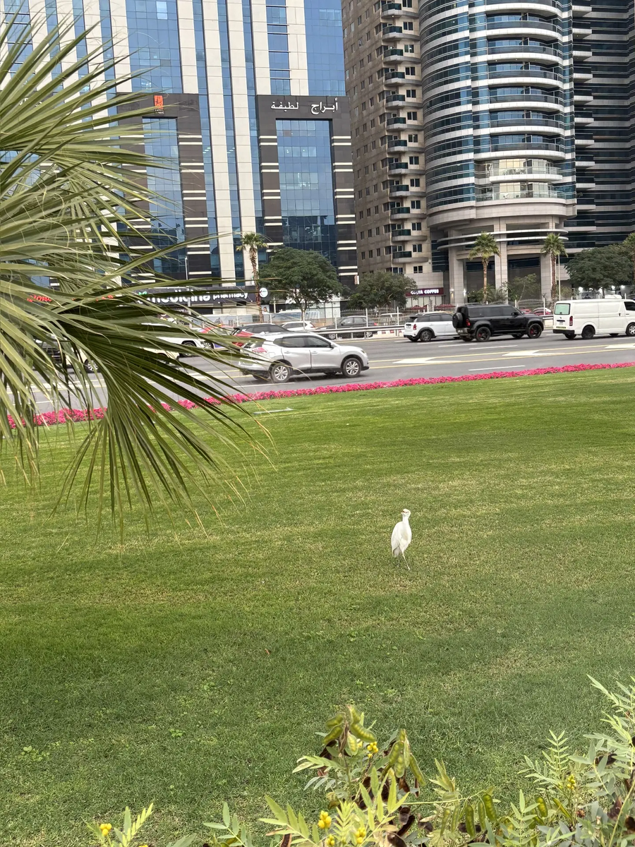 Необычная птичка