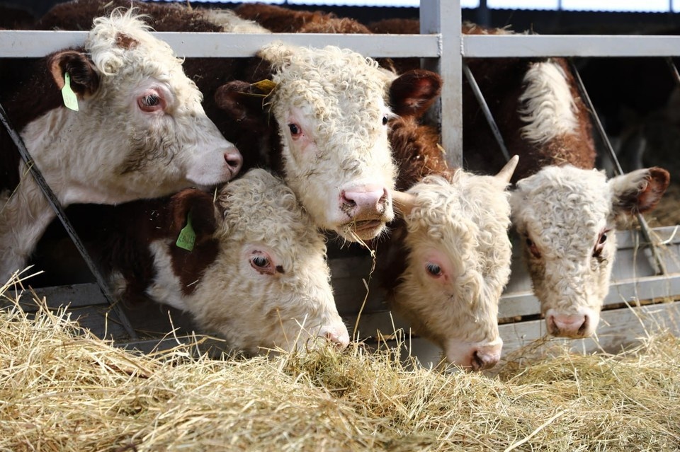    Быков герефордской породы выращивают в Северском районе Кубани Фото: пресс-служба администрации региона
